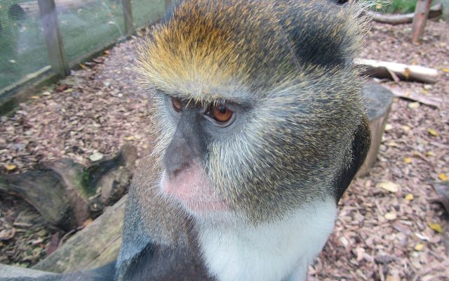 Campbell's Mona Monkey reference