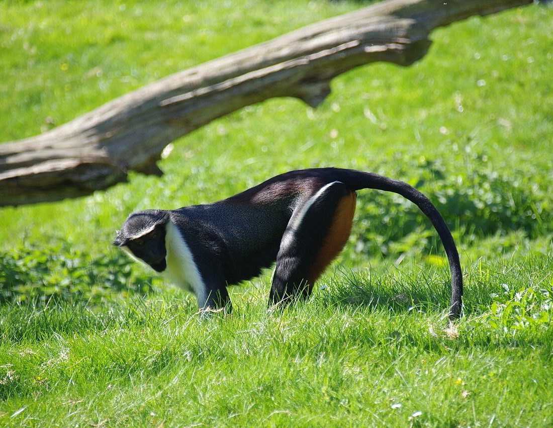 Diana Monkey reference