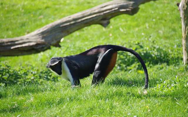 Diana Monkey reference