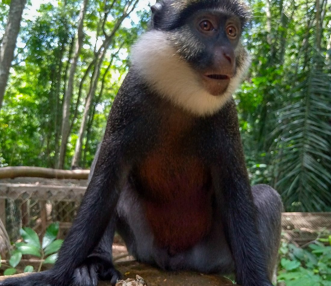 White-throated Monkey reference