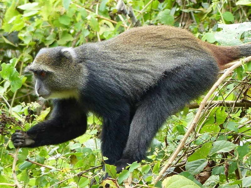 Sykes' Monkey reference