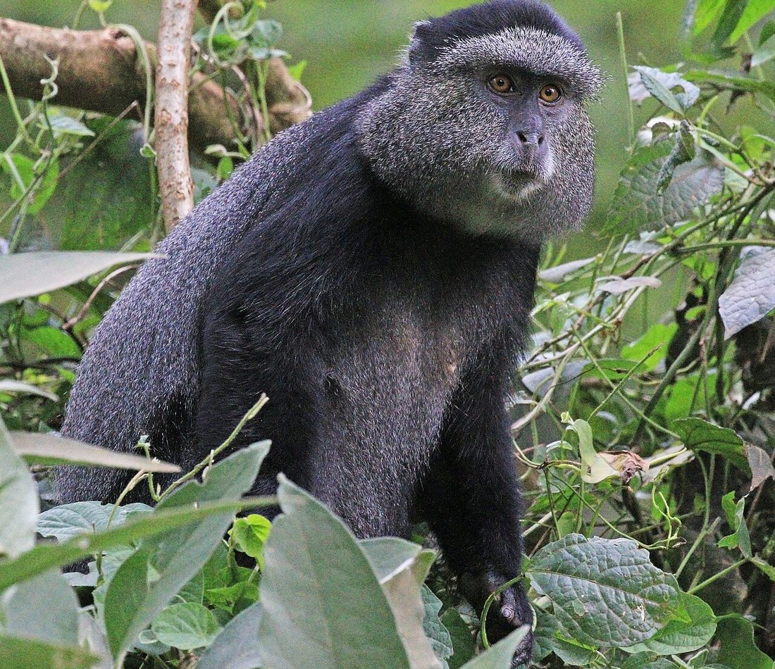 Sykes' Monkey reference
