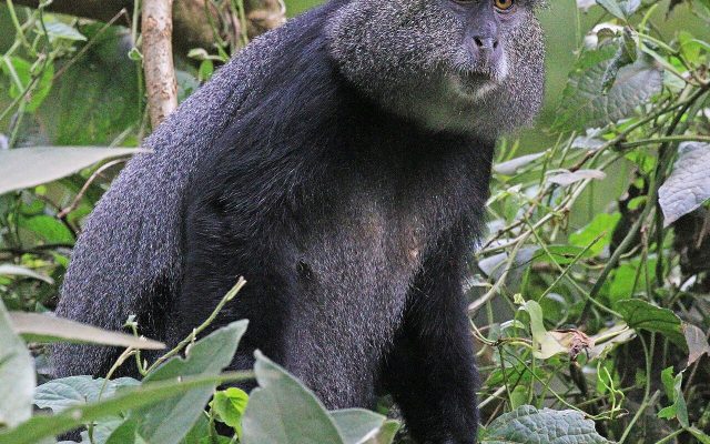 Blue Monkey reference