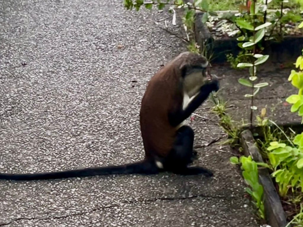 Mona Monkey reference