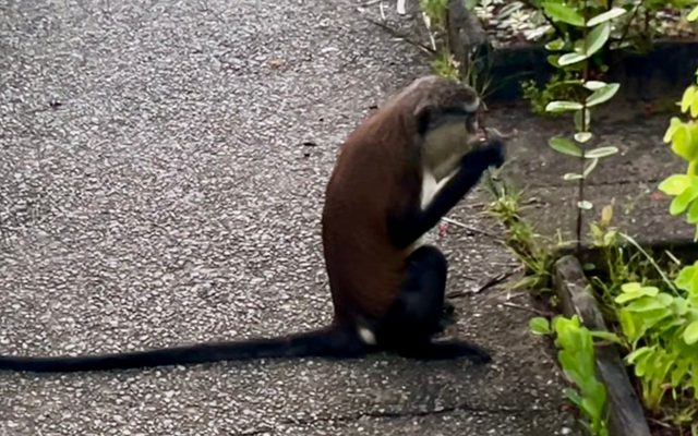 Mona Monkey reference