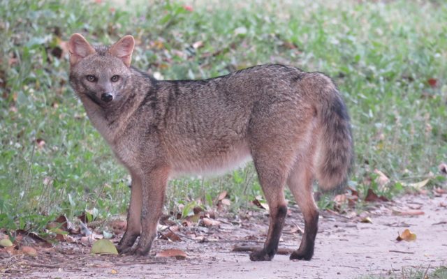 Crab-eating Fox reference
