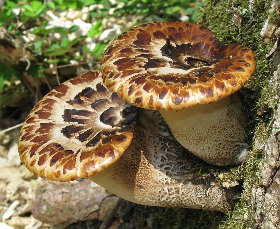 Dryad's Saddle reference