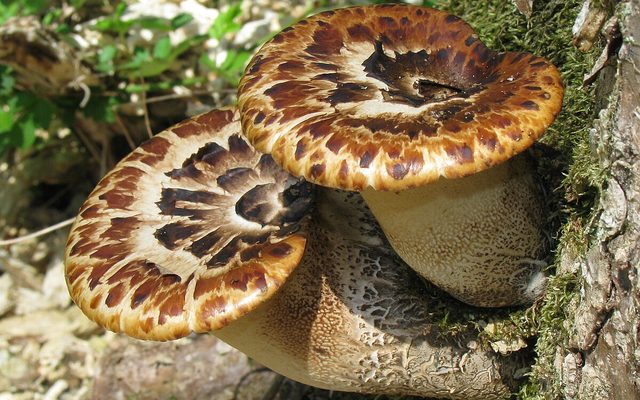 Dryad's Saddle reference