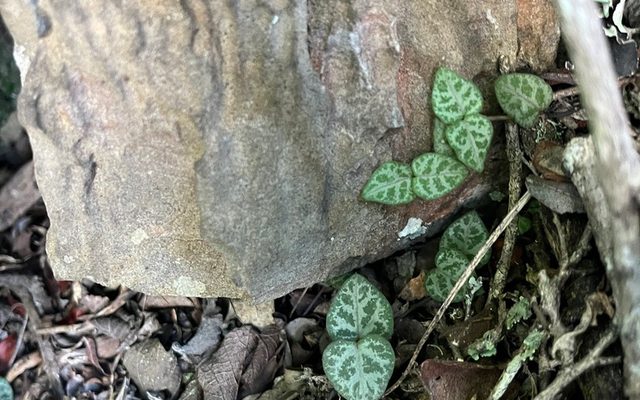 String of Hearts reference