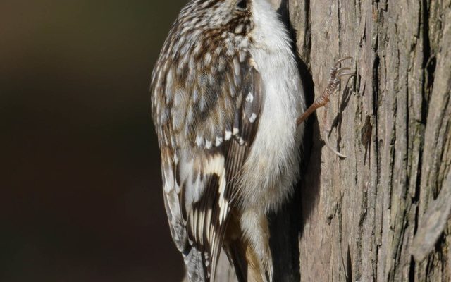 Brown Creeper reference
