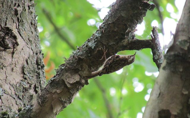 Eurasian Treecreeper reference