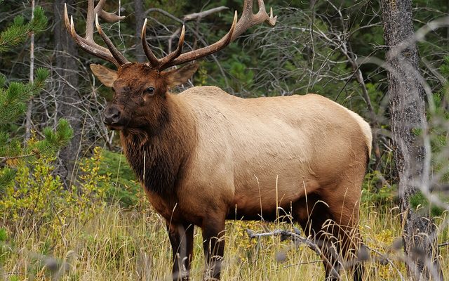 Elk reference