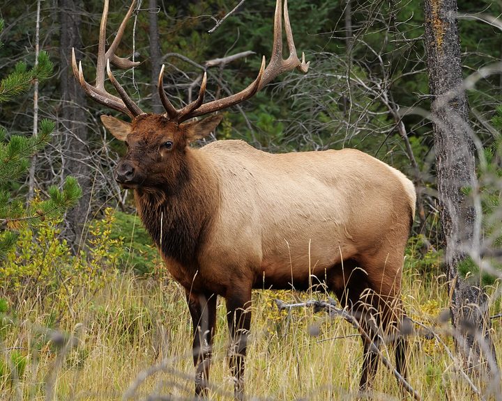 Elk