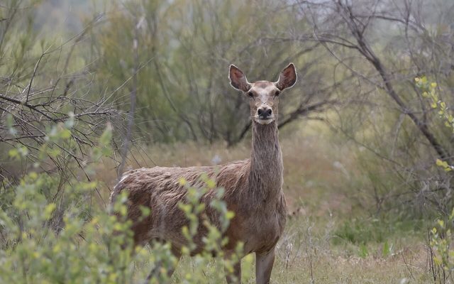 Bactrian Deer reference