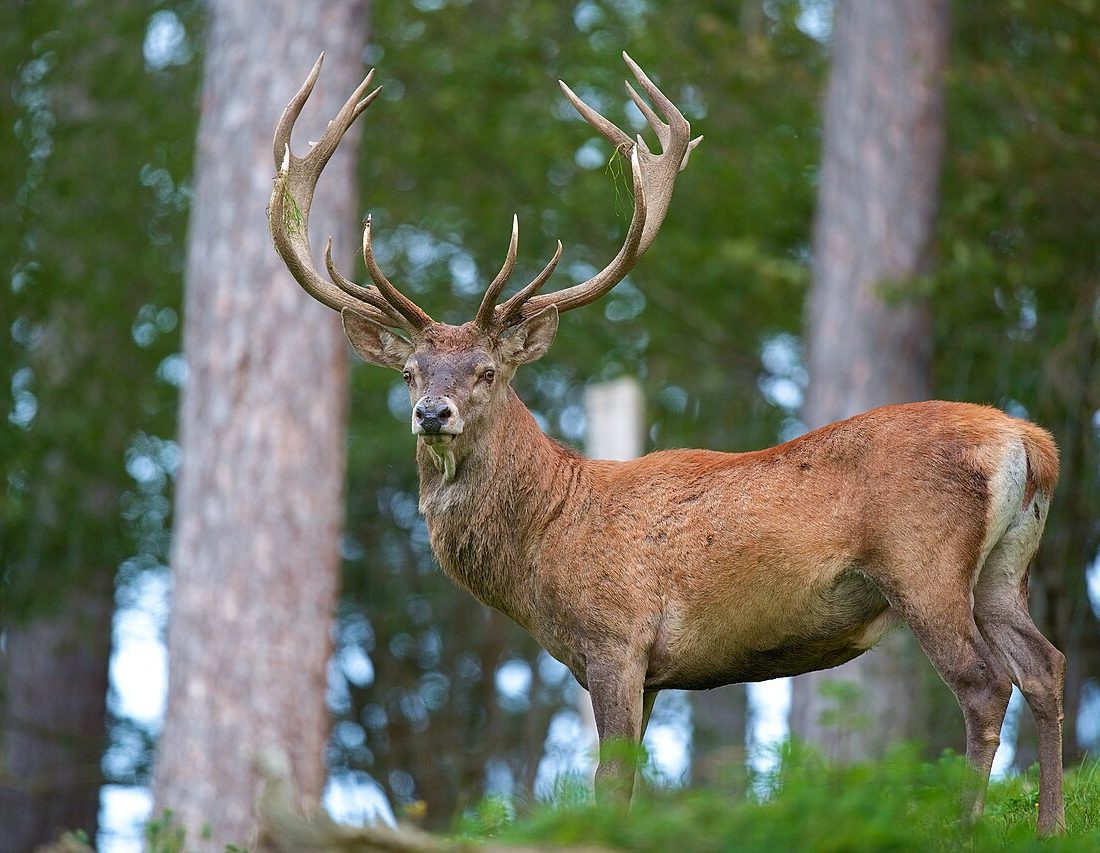 Red Deer reference