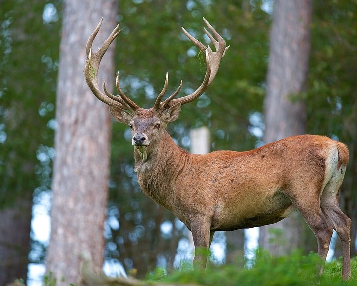 Red Deer