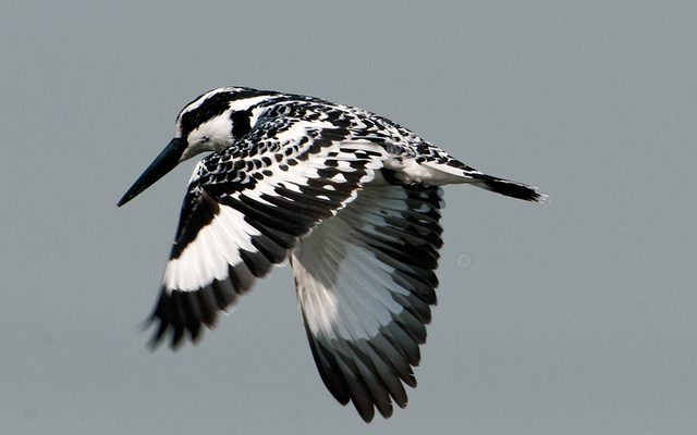 Pied Kingfisher reference