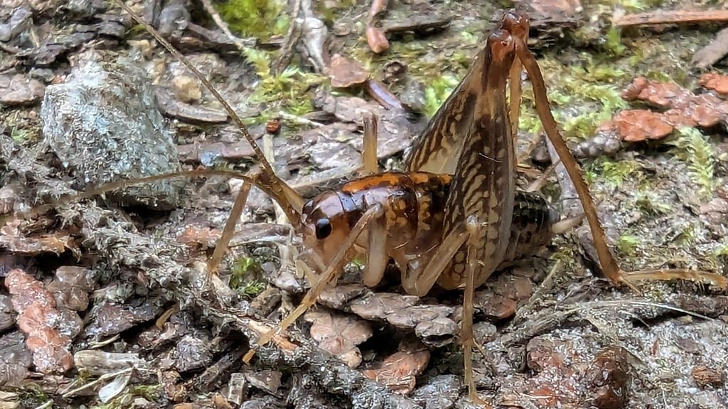 Spotted Camel Cricket reference