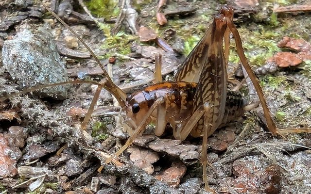 Spotted Camel Cricket reference