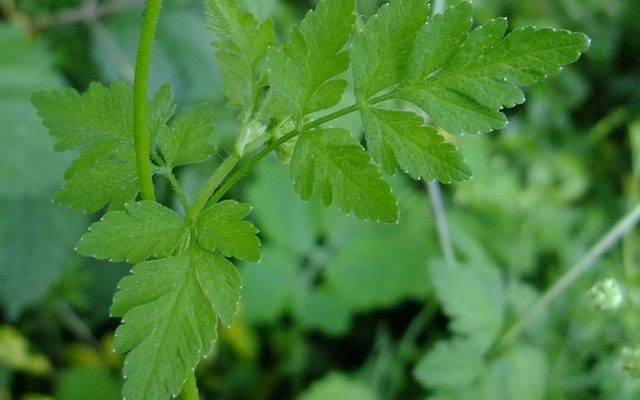Rough Chervil reference