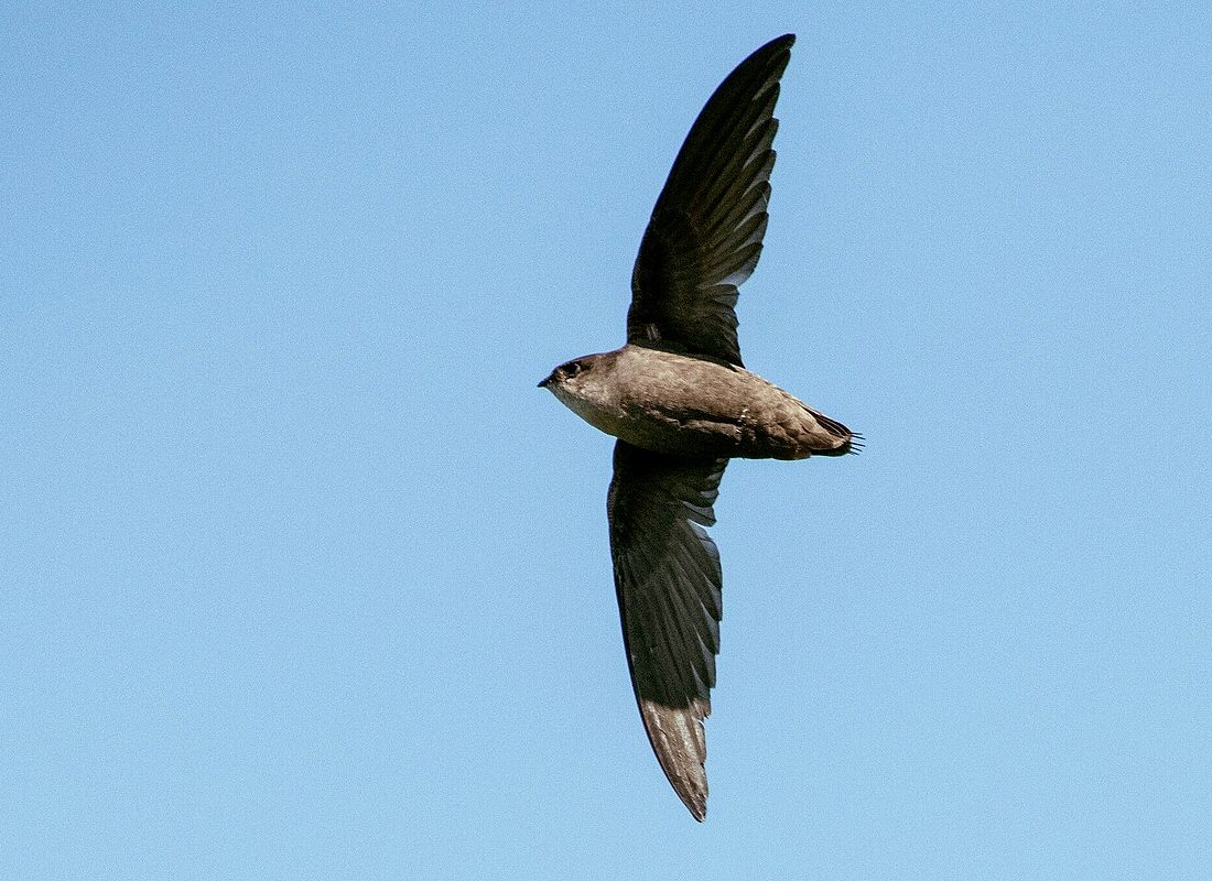 Chimney Swift reference