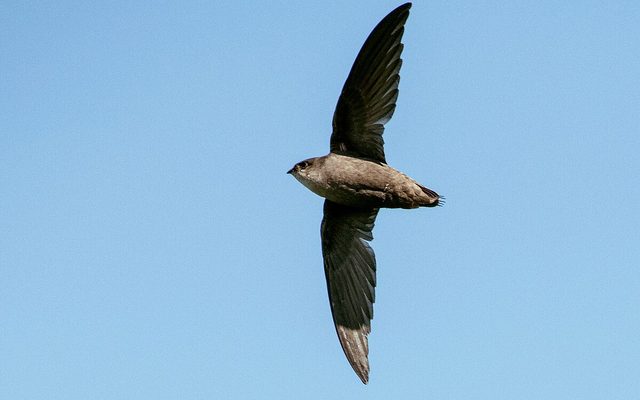 Chimney Swift reference