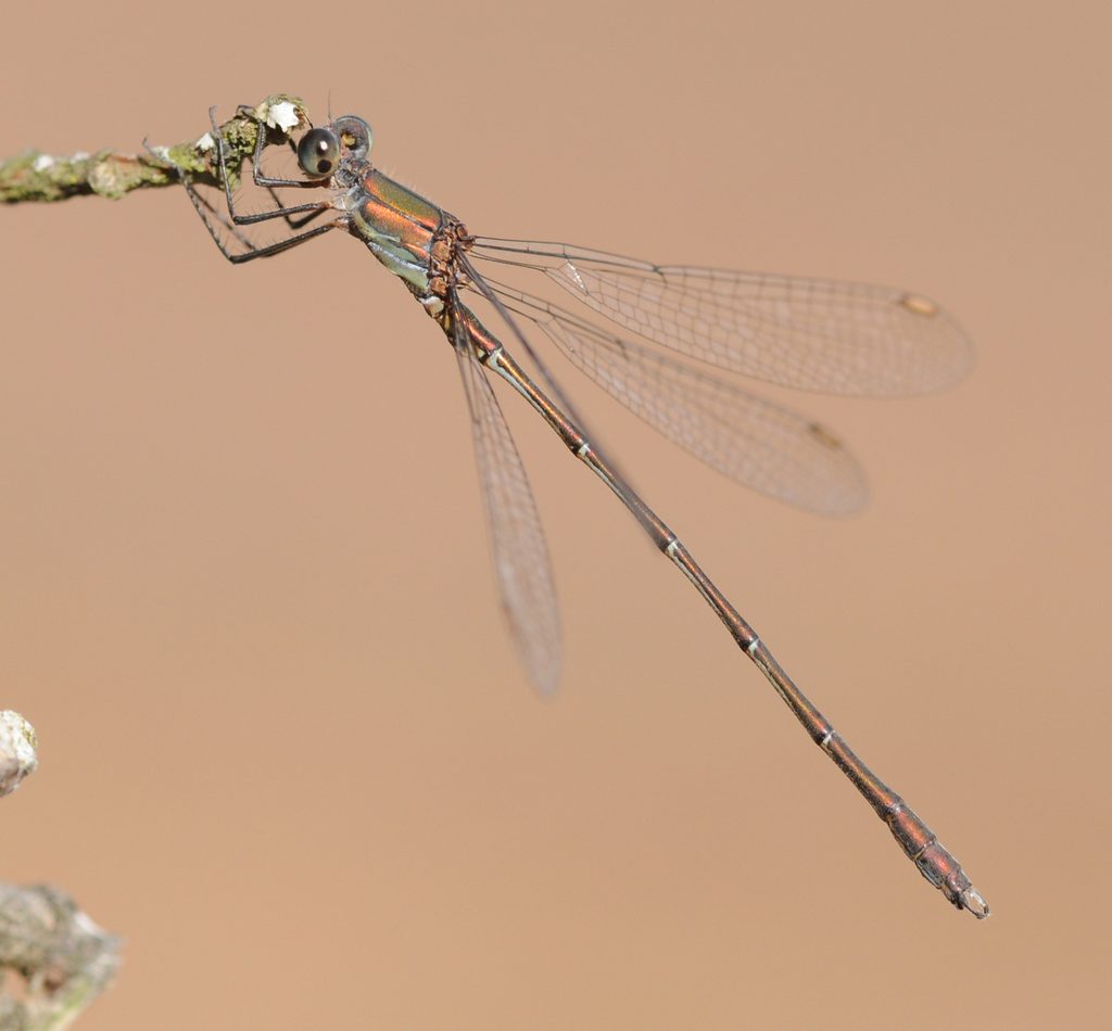 Western Willow Spreadwing reference