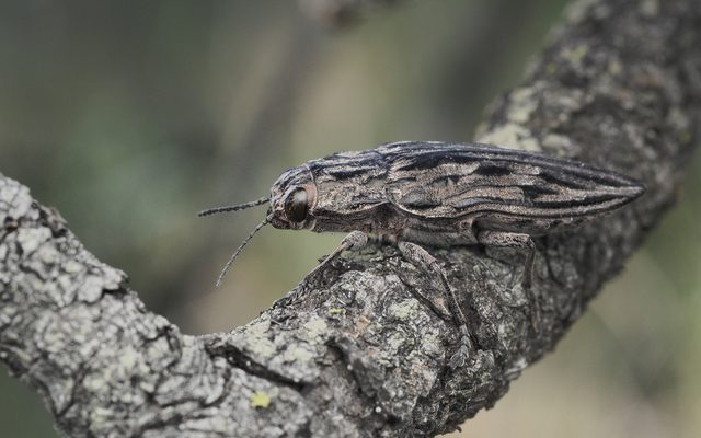Western Sculptured Pine Borer reference