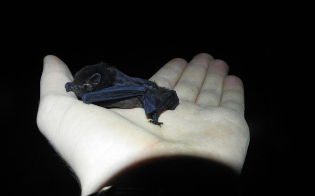 New Zealand Long-tailed Bat reference