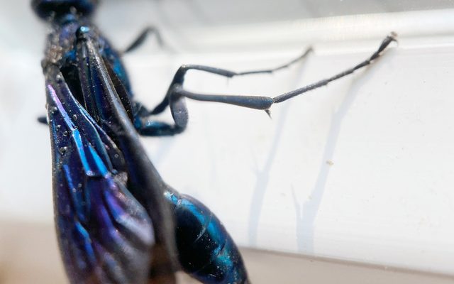 Blue Mud Dauber reference