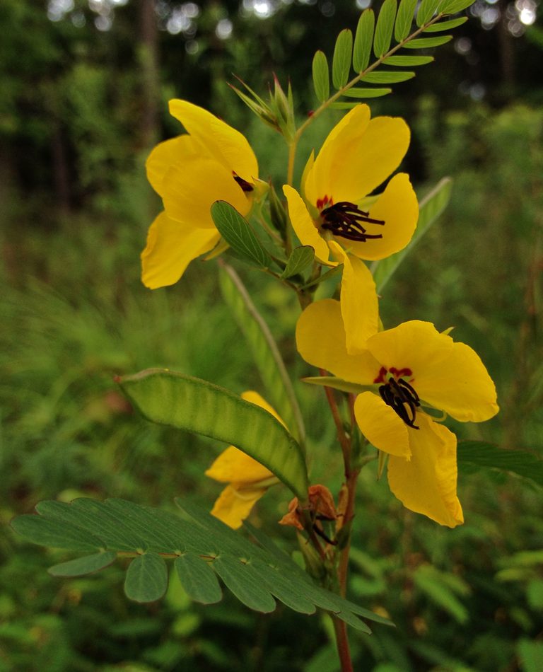 partridge pea reference