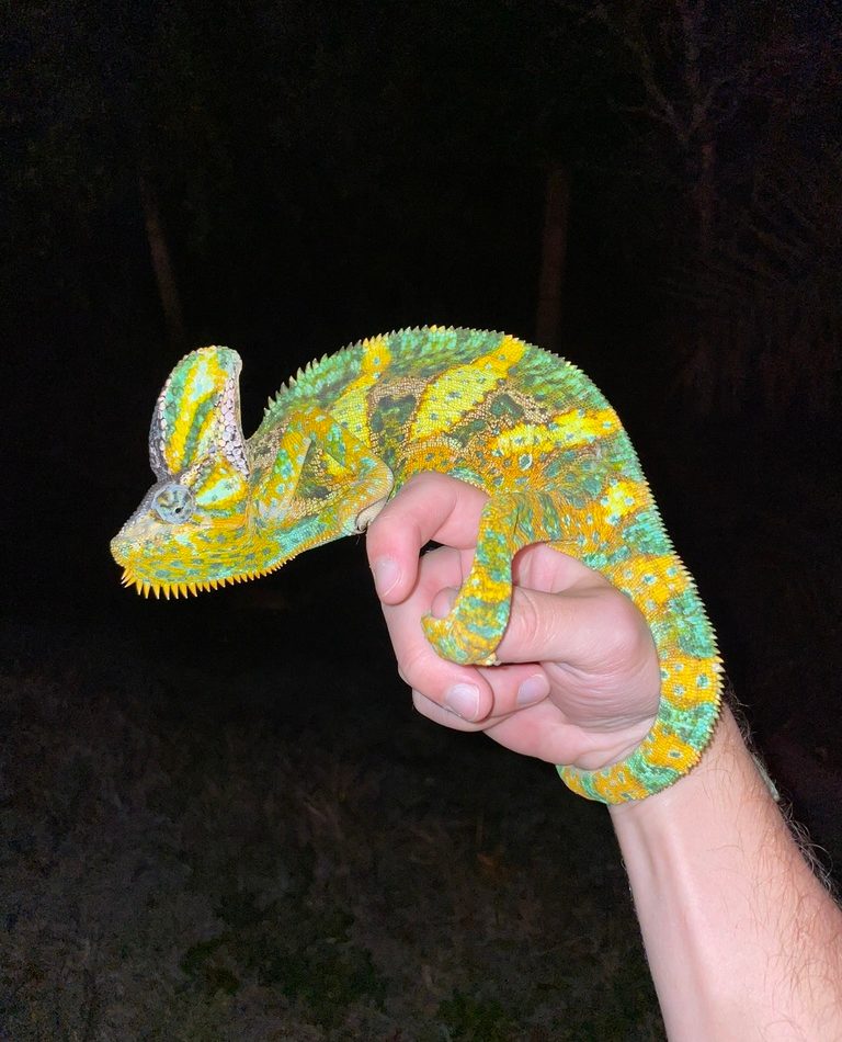 Veiled Chameleon reference
