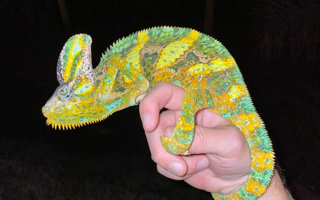 Veiled Chameleon reference