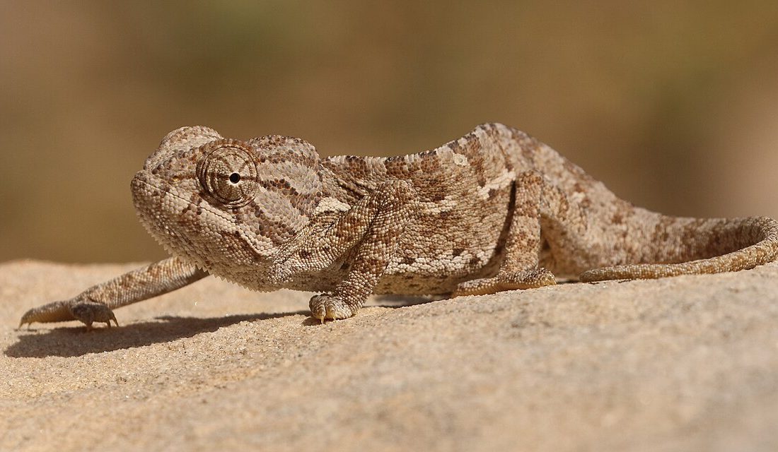 Common Chameleon reference