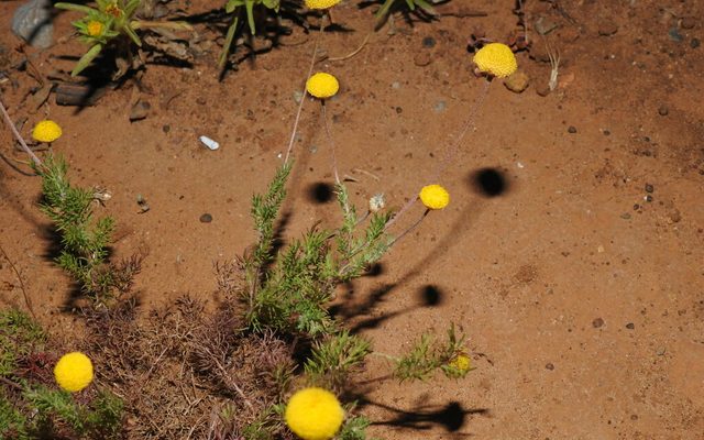 Roman Chamomile reference
