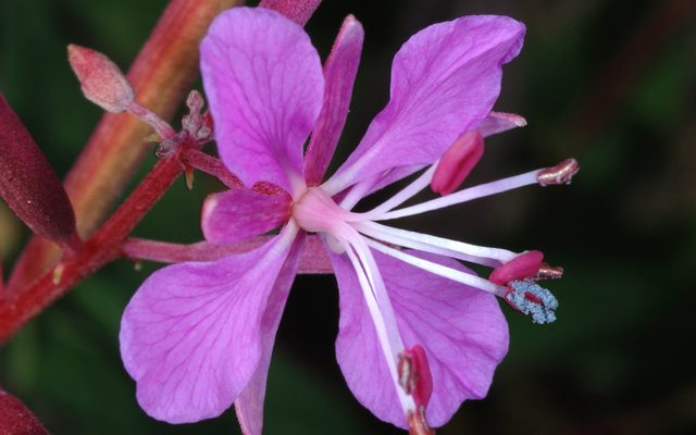 Fireweed reference