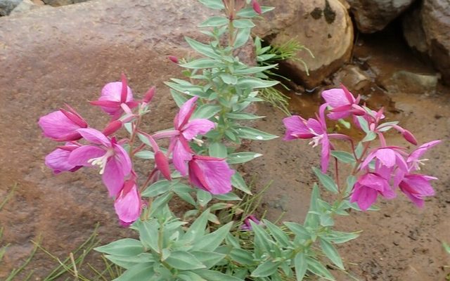 Dwarf Fireweed reference