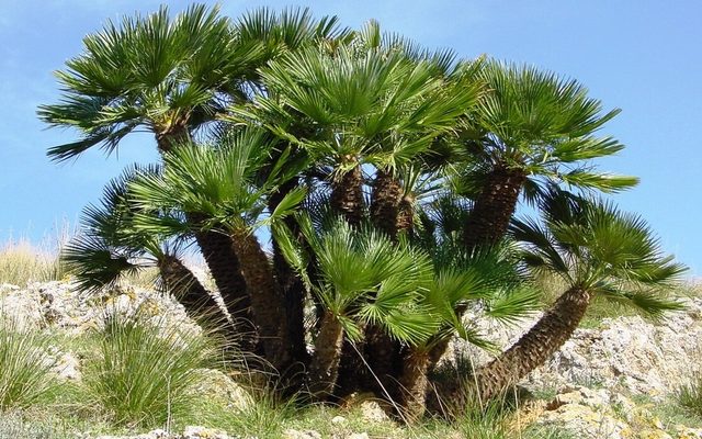 European Fan Palm reference