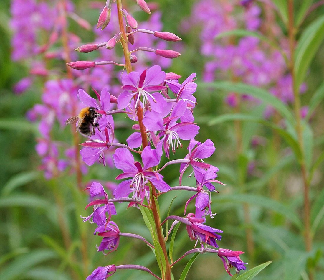 fireweed reference