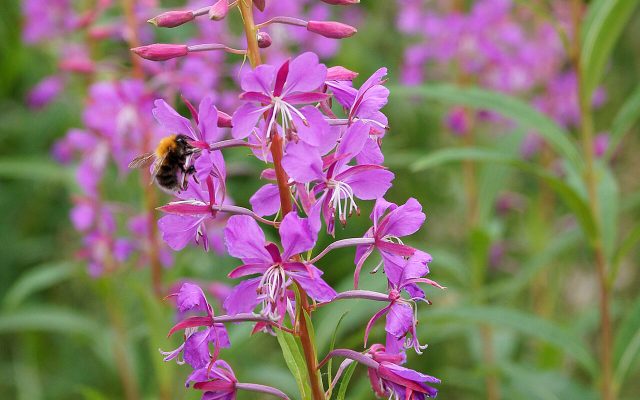 Fireweed reference