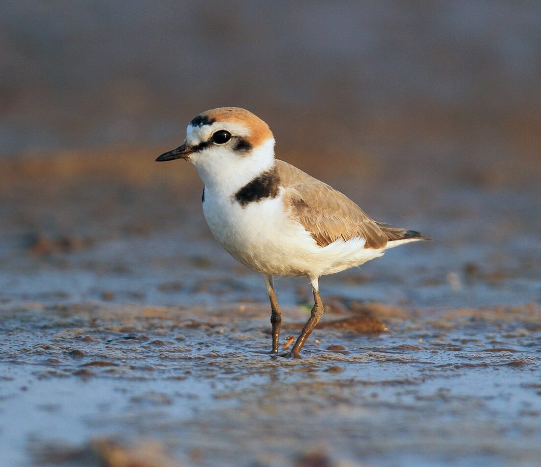 Kentish Plover reference