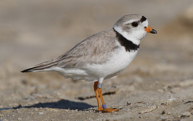 Piping Plover reference