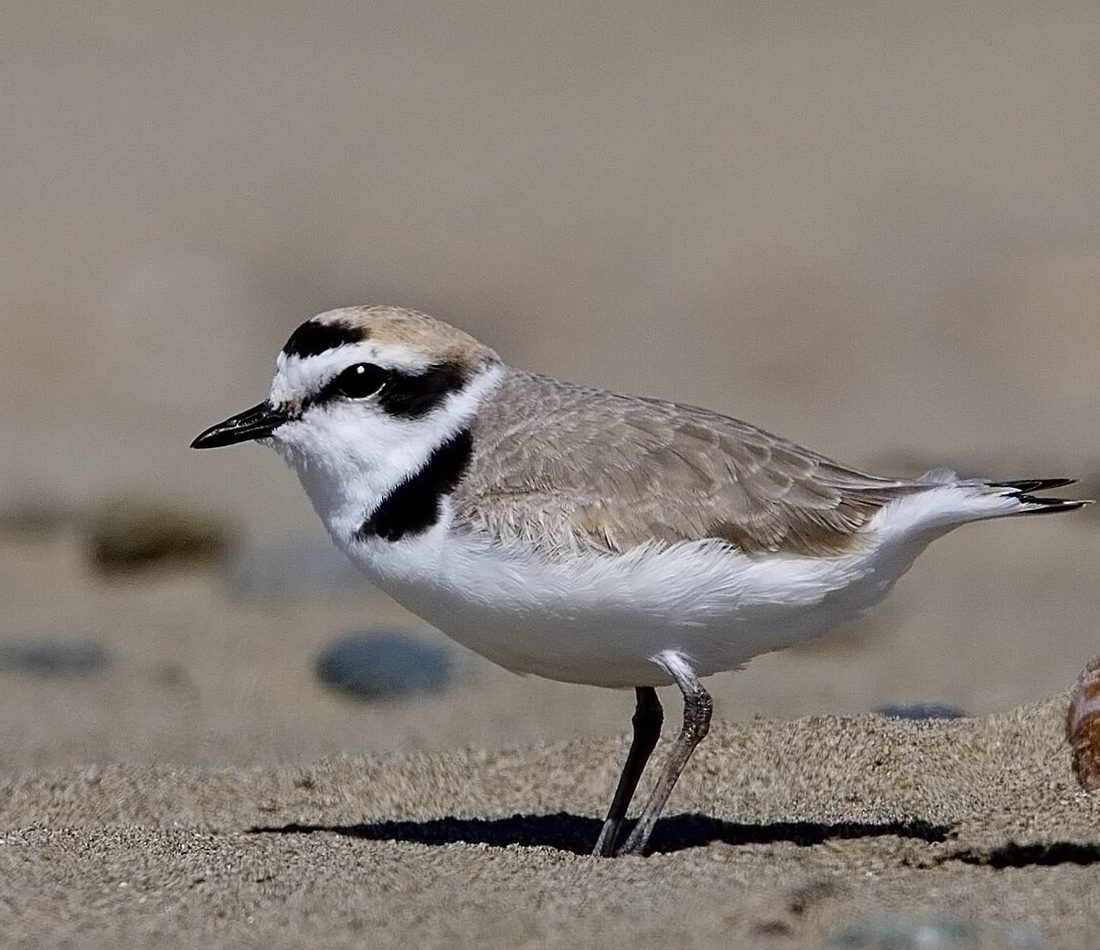 Snowy Plover reference