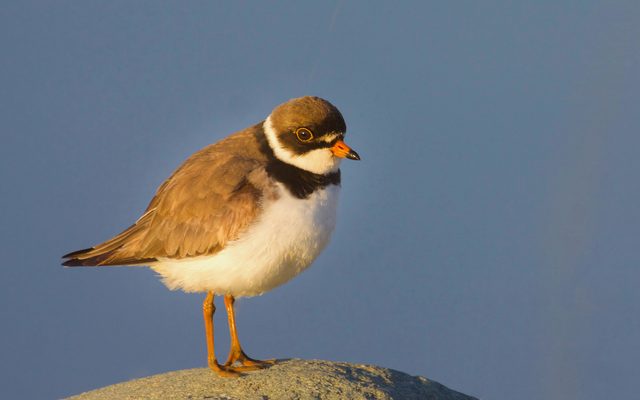 Semipalmated Plover reference