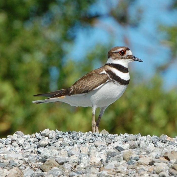 Killdeer reference