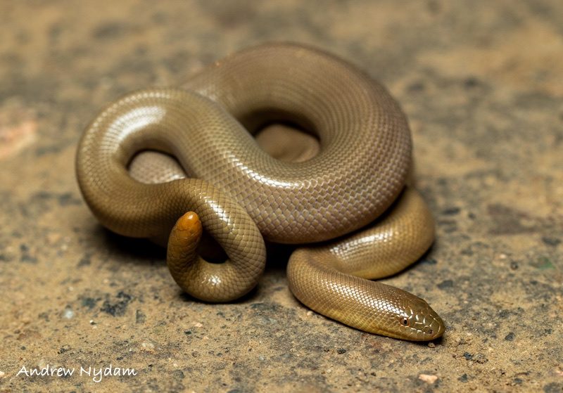 Northern Rubber Boa reference