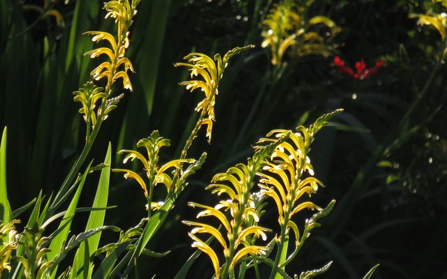 African Cornflag reference