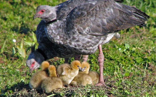 Southern Screamer reference