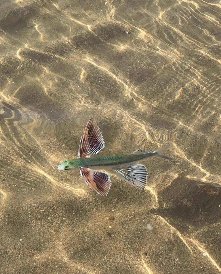 European Flying Fish reference