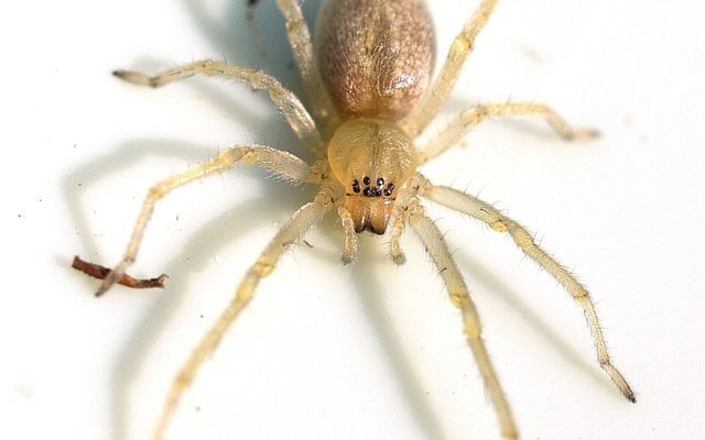 American Yellow Sac Spider reference
